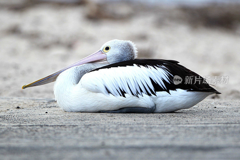 鹈鹕(Pelecanus conspicillatus)